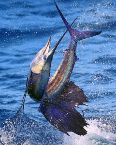 charter boat fishing miami miami fishing charters capt jay s reel adventure charters charter boat fishing miami miami fishing charters capt jay s reel adventure charters